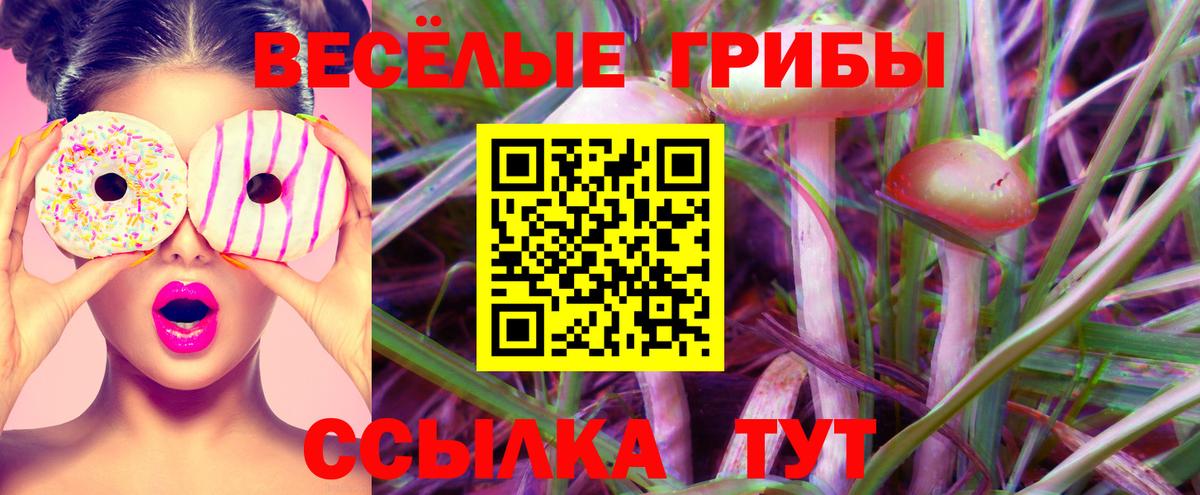 Камышин  Псилоцибиновые грибы Psilocybe  Вход с VPN  Псилоцибиновые грибы Psilocybe 